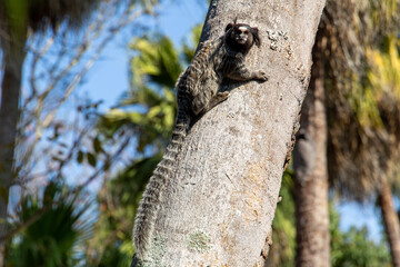 Obraz premium monkey marmoset in a tropical coconut tree in Brazil.