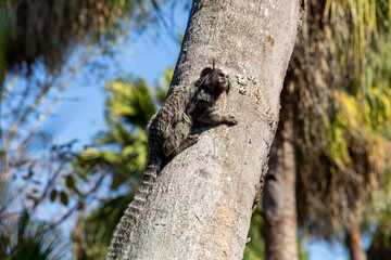 monkey marmoset in a tropical coconut tree in Brazil.
