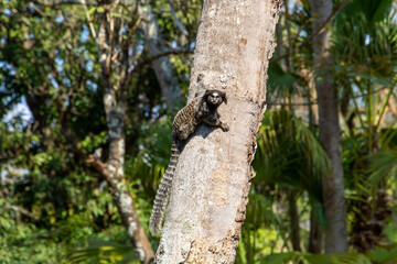 monkey marmoset in a tropical coconut tree in Brazil.