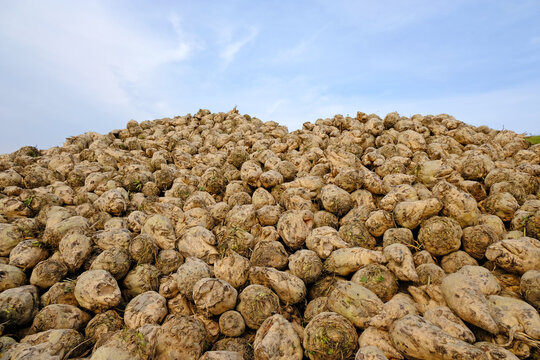 Pile of harvested sugar beets in the countryside from the Netherlands