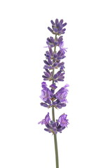 Naklejka premium Lavender flowers in field isolated on white background, clipping path