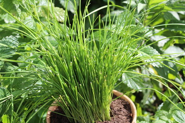 Schnittknoblauch im Kr&auml;utergarten 