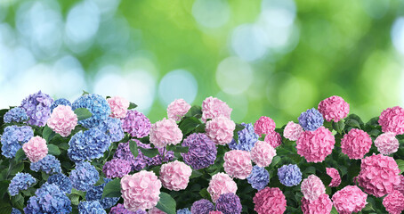 Many different beautiful hortensia flowers outdoors, banner design. Bokeh effect