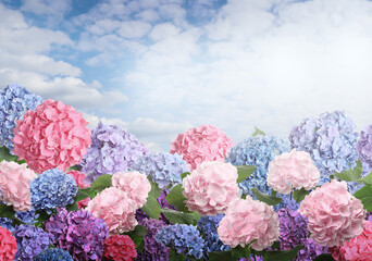 Many different beautiful hortensia flowers against blue sky