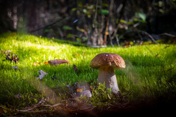 big porcini mushroom grow in moss wood