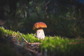 Brown cap porcini mushroom grow in forest