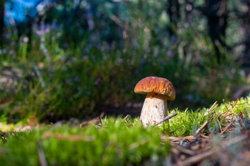brown cap porcini mushroom grow in moss