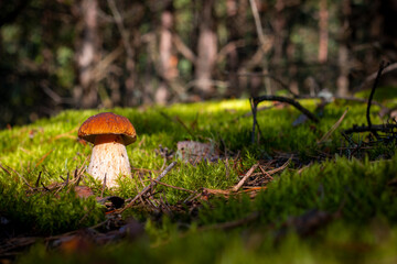 brown cap porcini mushroom grow in nature