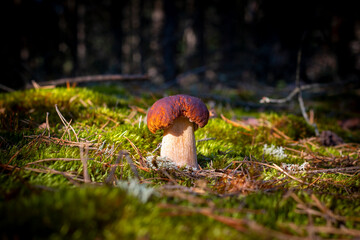 small porcini mushroom grow in moss