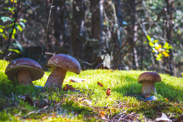 three big porcini mushroom in moss forest