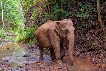 Asia elephant family live in the elephant camp in Chiang Mai © nuwatphoto