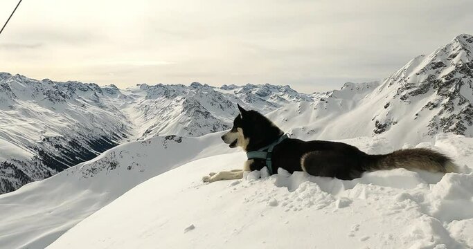 Husky sitting on top of a mountain in winter enjoying the mountain view and the fresh snow. Ski touring with a husky dog in the austrian alps tirol austria. Amazing panorama view with a husy dog 4K.