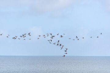Wildgänse über der Ostsee. © Photograf