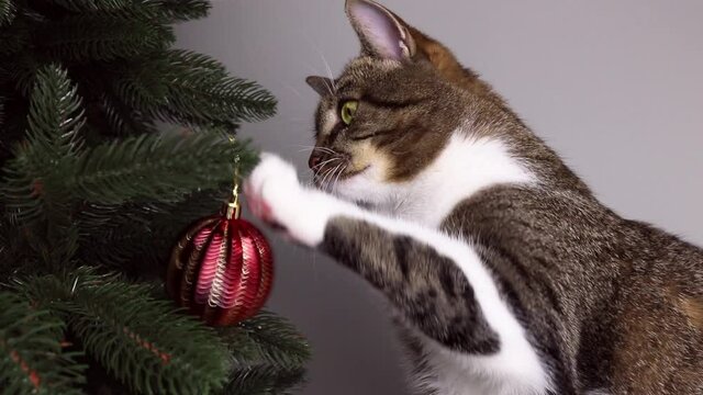 Tabby cat playing with red Christmas toy hanging on a fir tree branch. Domestic animal in front of gray background.