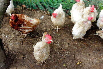 Chickens walking in the yard