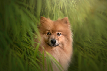 pomeranian dog portrait green forest