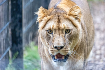 Fototapeta na wymiar close up of a lion