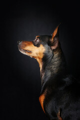 profile portrait of miniature pinscher isolated on black 