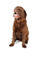 old chocolate labrador retriever