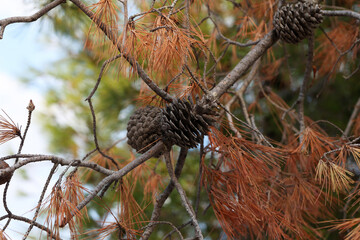 Old cones on pine branches in Croatia