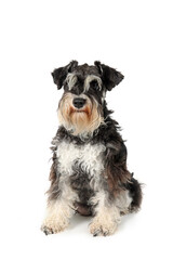 miniature schnauzer sitting isolated on white 