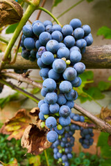 grapes, a branch of grapes, a bunch of grapes, isabella, garden, autumn grapes