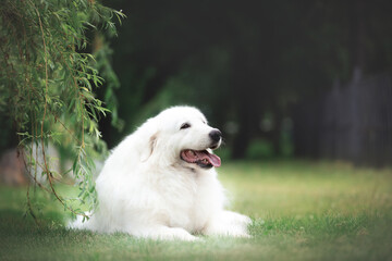 Beautiful maremma sheepdog. Big white fluffy dog breed maremmano abruzzese shepherd lying in the grass