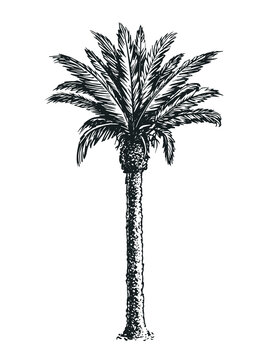 Sketch of palm tree isolated on white background. Hand drawn vector illustration