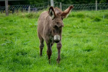Naklejka na ściany i meble beautiful fluffy donkey foal with long ears in the meadow