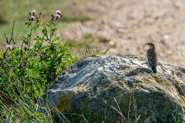 a wheatear a summer visitor to united kingdom