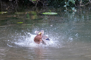 pretty duck having a wash and splashing in the river