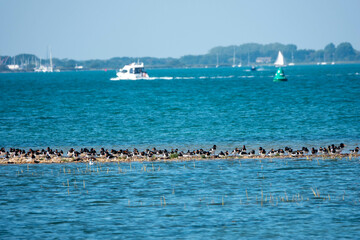 a parcel or stew of oyster catchers perched on a narrow causeway in the sea