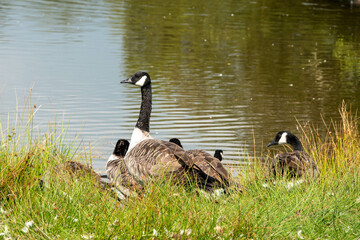 canada geese resting by the lake
