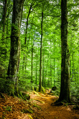 Fototapeta na wymiar Wanderweg mit Herbstlaub im Wald