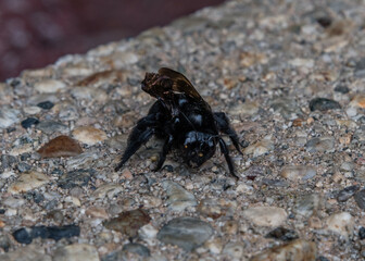 Carpenter bee close-up in a Los Angeles backyard, Southern California