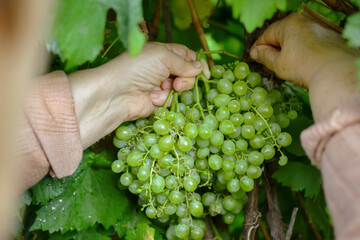 Hands of an elderly woman, pluck ripe grapes from a branch.