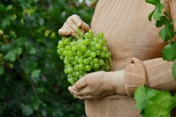 An elderly woman carries a bunch of grapes, holding it in one hand.
