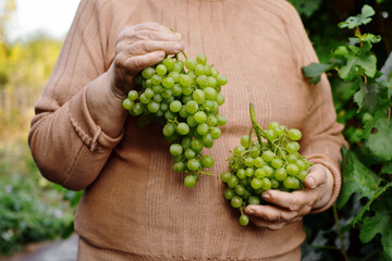 Naklejka na ściany i meble An elderly woman holds grapes, shows the size of the harvest.