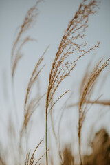 wind frozen in time at dusk