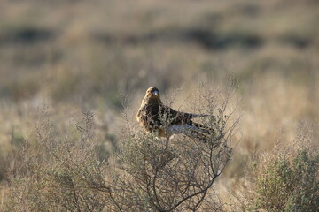 a little harrier looking at the horizon