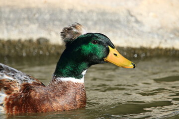 beautiful duck enjoying the city park