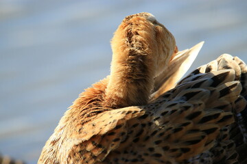 beautiful duck enjoying and cleaning in the city park
