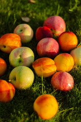 ripe apples and peaches on the grass