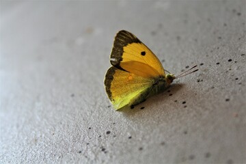 pois, papillon jaune et noir,  © Ccile