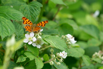 C-Falter P(olygonia c-album)