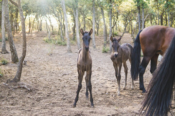 two foals with their mothers in the forest