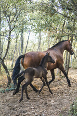 brown foal with his mother in the forest