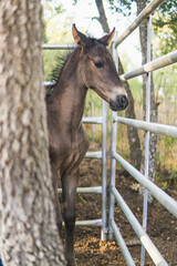 brown foal behind a tree in the forest