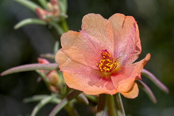 Flower of the Shrubby Purslane