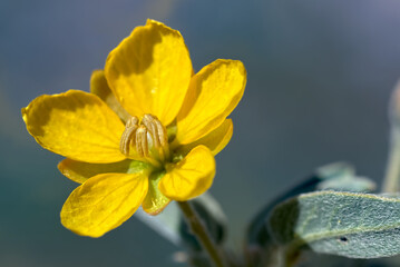 Flower of the Desert Senna